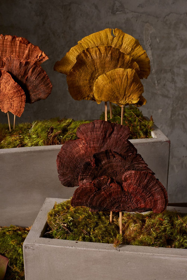 Tiges de champignons éponge {plusieurs couleurs}