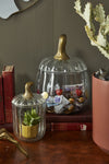 Terrariums de citrouille translucides {plusieurs tailles}