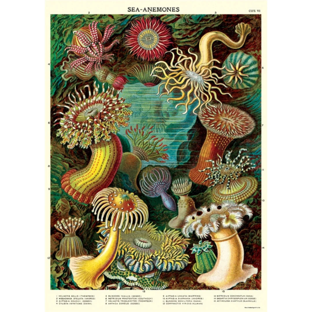 Sea Anemones 20x28 Wrap Sheet/Art Print
