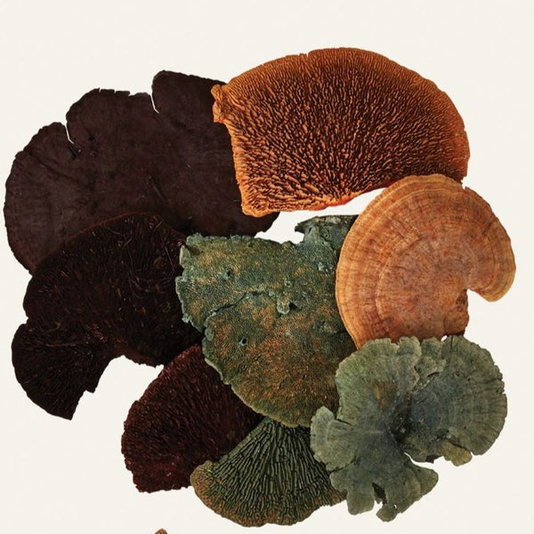 Champignons éponge multicolores séchés