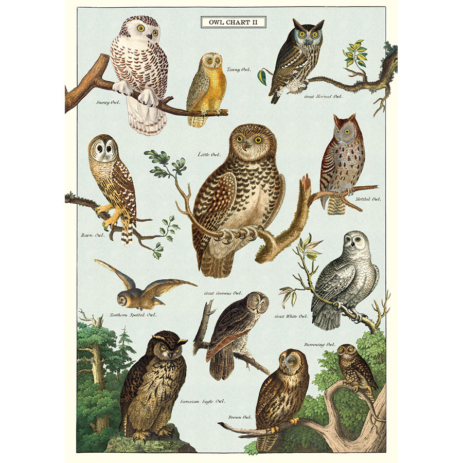 Owl Chart 20x28 Wrap Sheet/Art Print