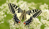 Broche papillon machaon