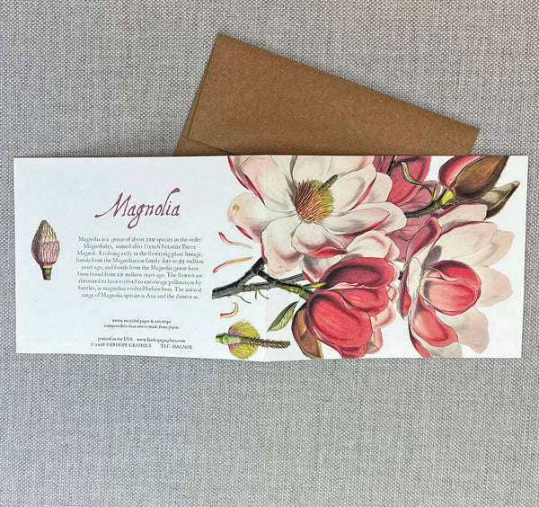 Magnolia