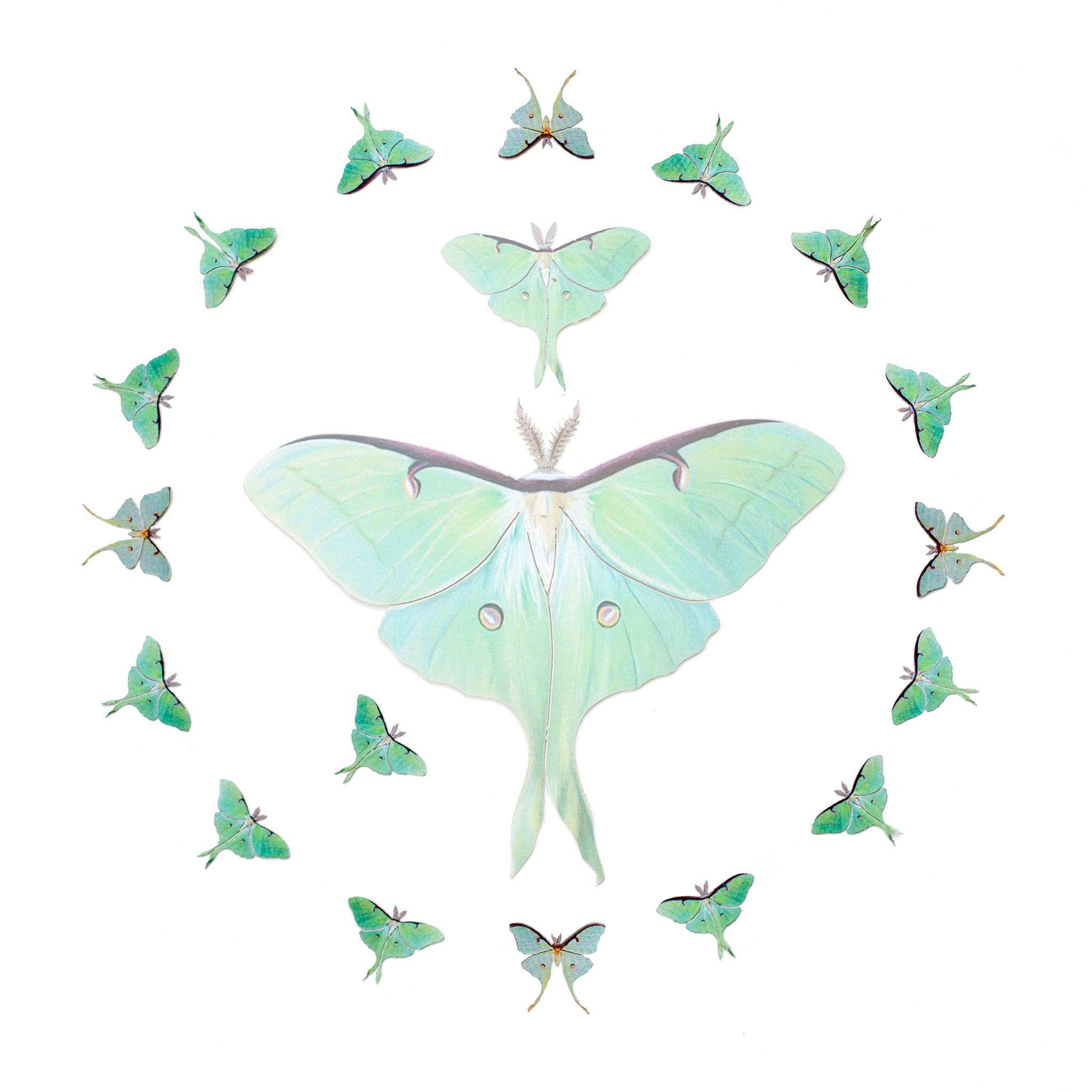 Snowmoon Micro Luna Moth Laser Cut Specimen Collection