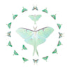 Snowmoon Micro Luna Moth Laser Cut Specimen Collection