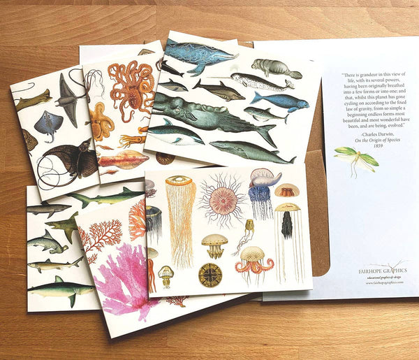 Ocean Card Pack