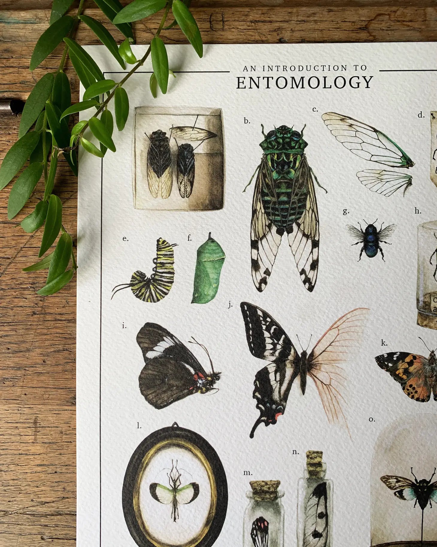 Introduction à l’entomologie Aquarelle Art Print {A4}