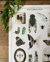 Introduction à l’entomologie Aquarelle Art Print {A4}