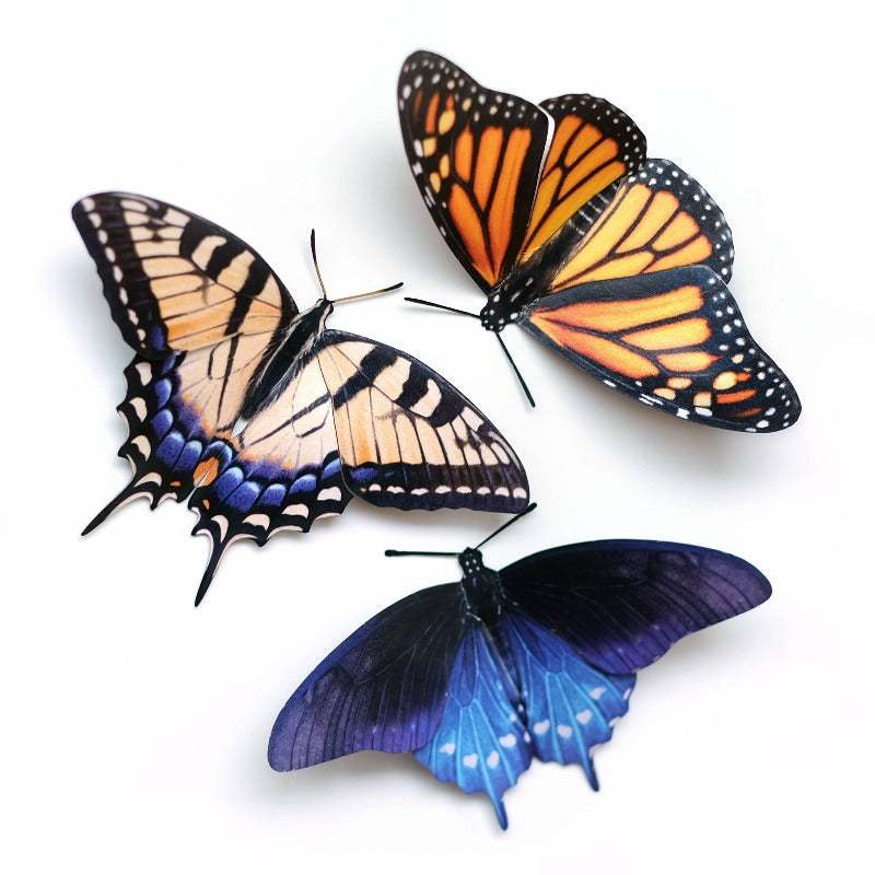 East Coast Butterflies 3pc Laser Cut Specimens