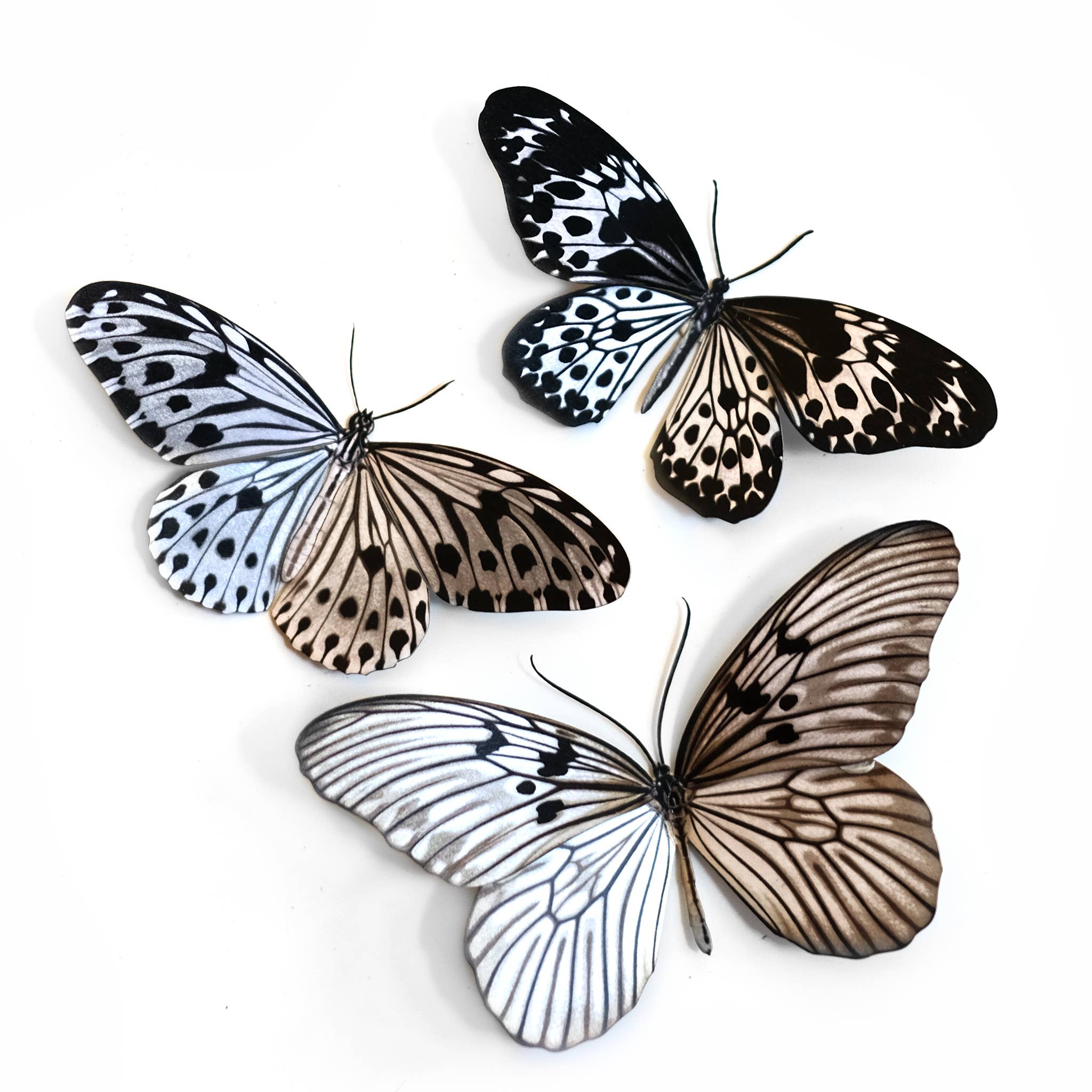 Marble Butterflies 3pc Laser Cut Specimens