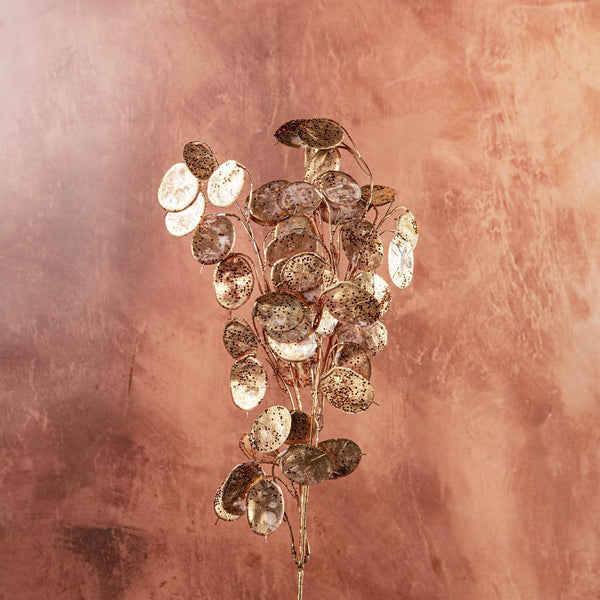 Spray d'eucalyptus en dollars de bronze