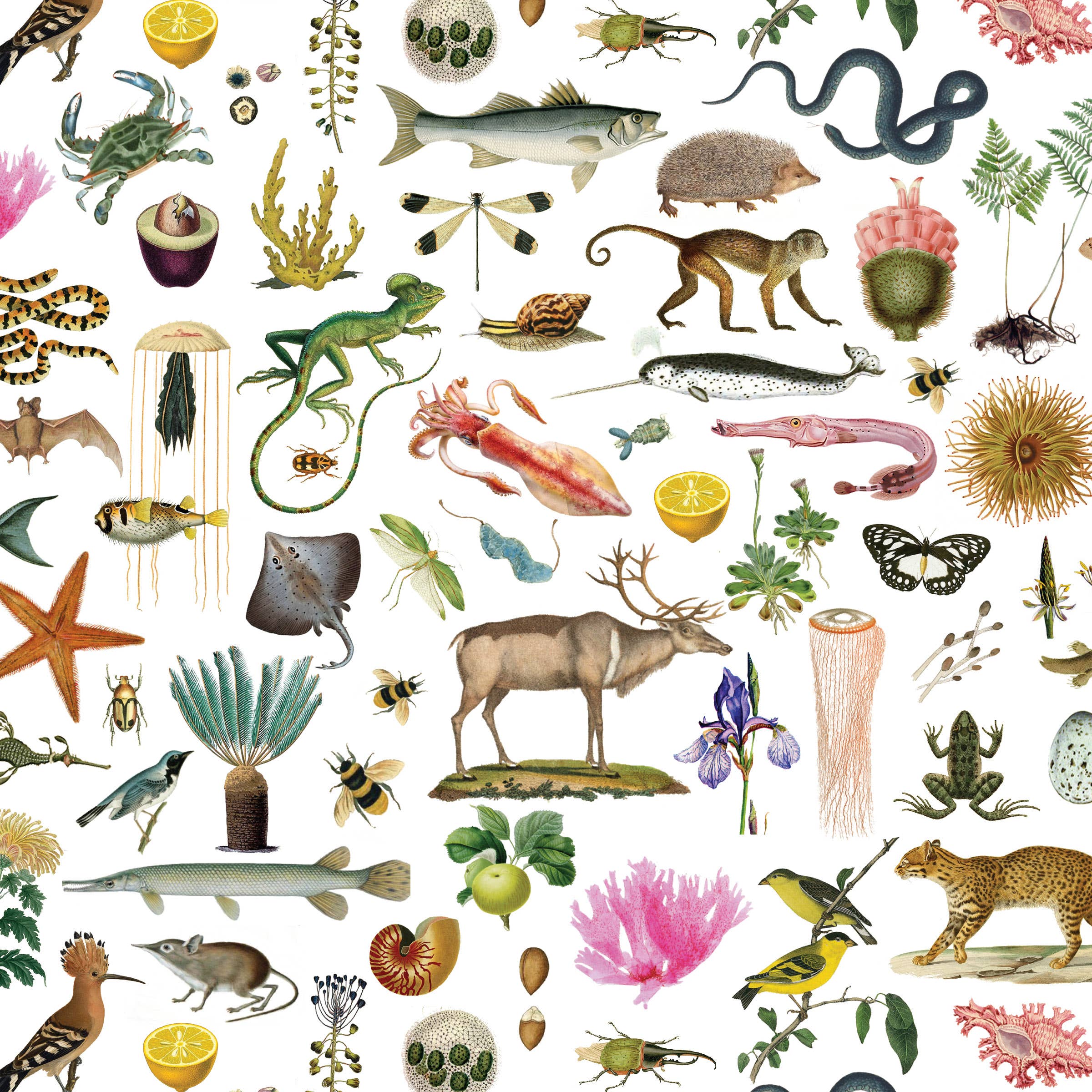 Biodiversity Gift Wrap