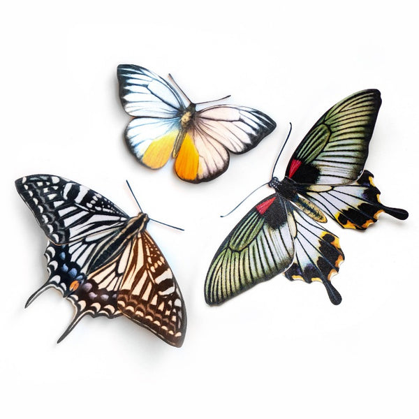 Basra Butterflies 3pc Laser Cut Specimens