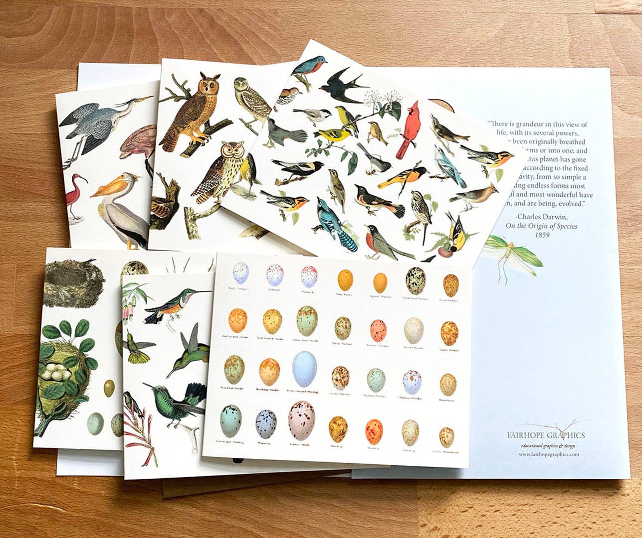 Pack de cartes oiseaux
