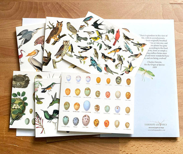 Pack de cartes oiseaux