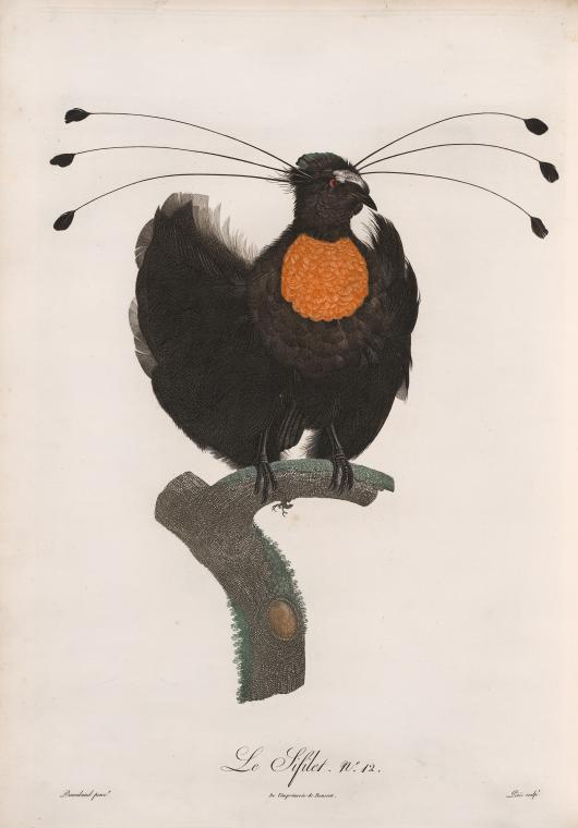 Les oiseaux de paradis de Jacques Barraband {1806} | Tirages d'art 20