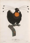 Les oiseaux de paradis de Jacques Barraband {1806} | Tirages d'art 20" x 30"