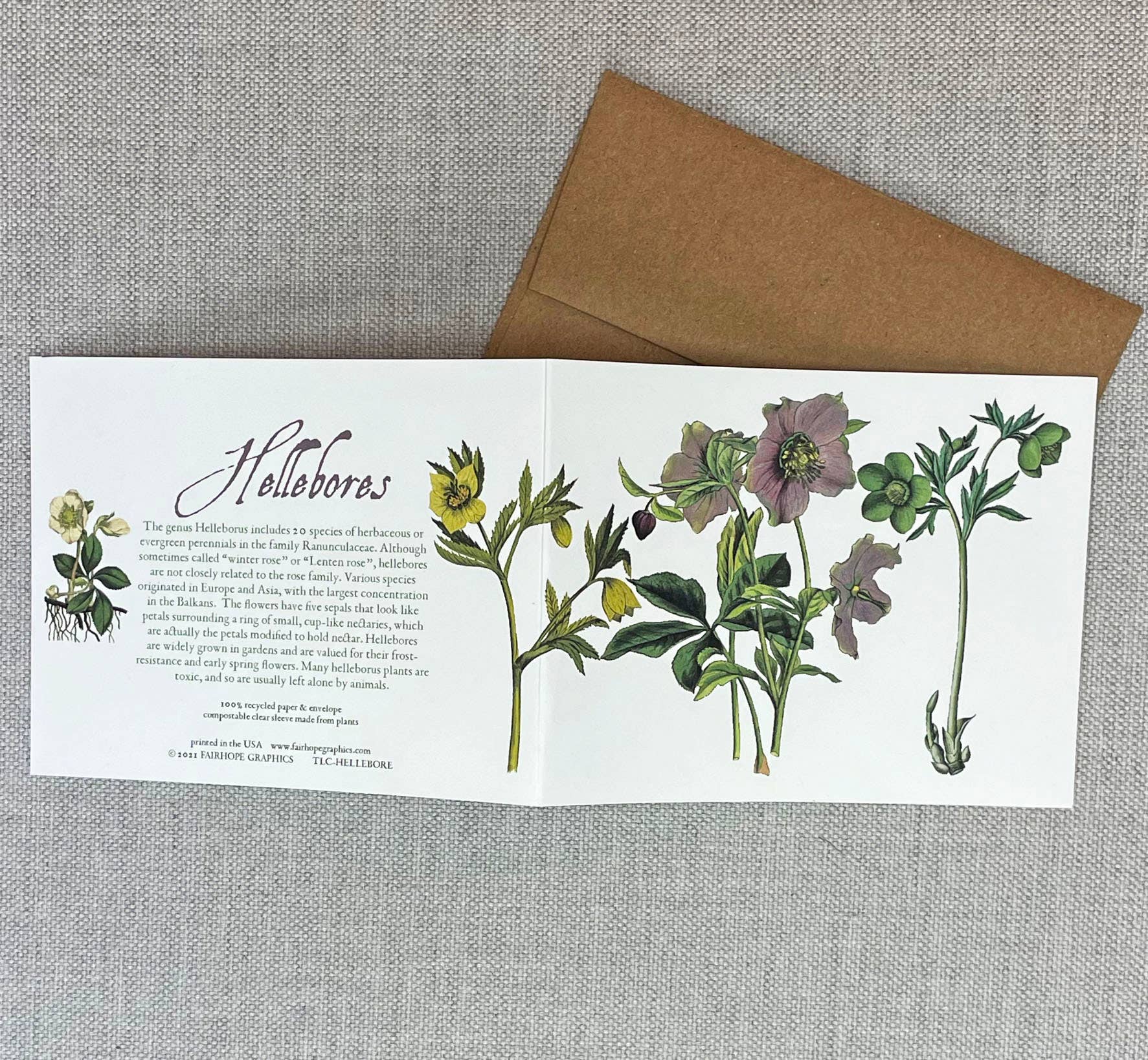 Hellebores