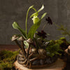 Collection Lichen {plusieurs styles}