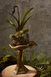 Lichen Collection {multiple styles}