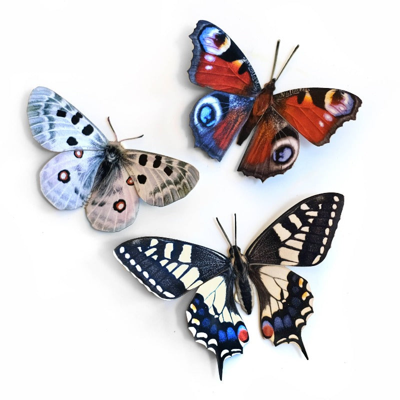 Apollo Butterflies 3pc Laser Cut Specimens
