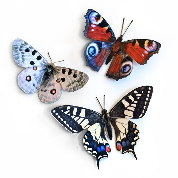 Apollo Butterflies 3pc Laser Cut Specimens