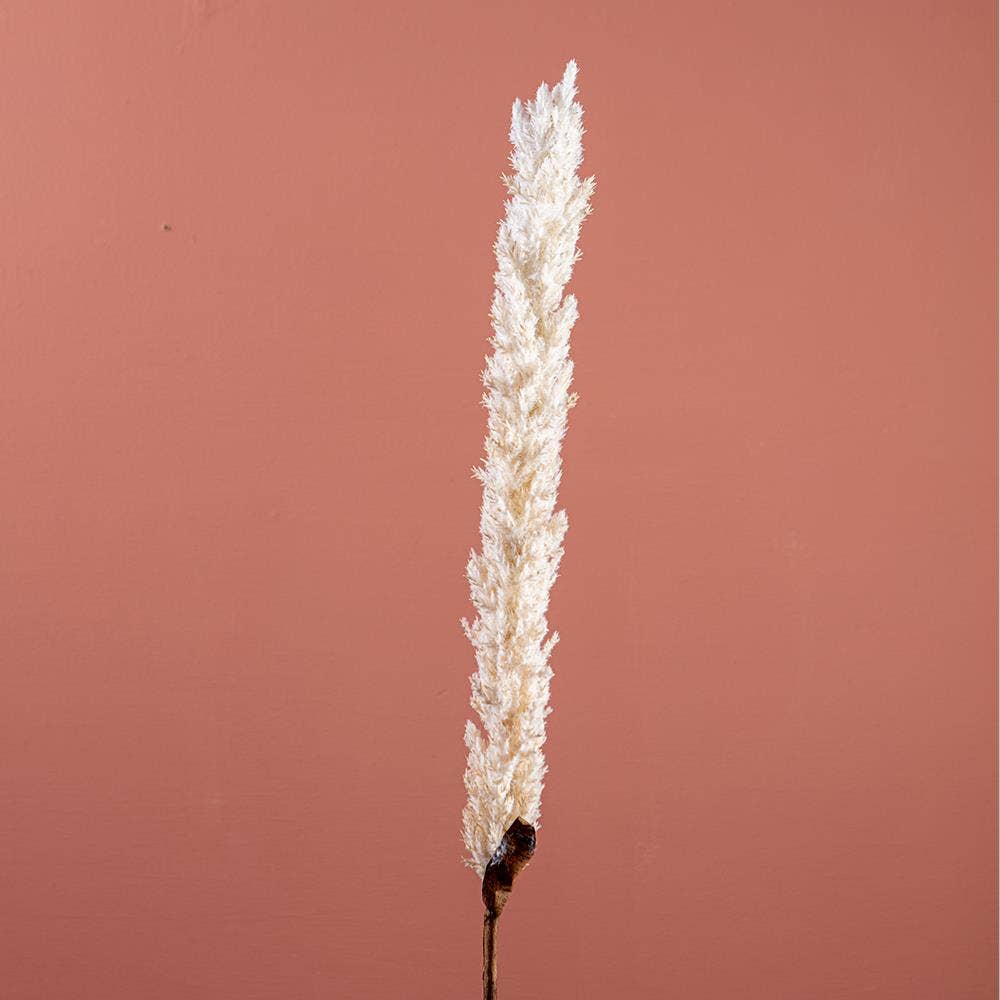 Cream Pampas Grass on Stem