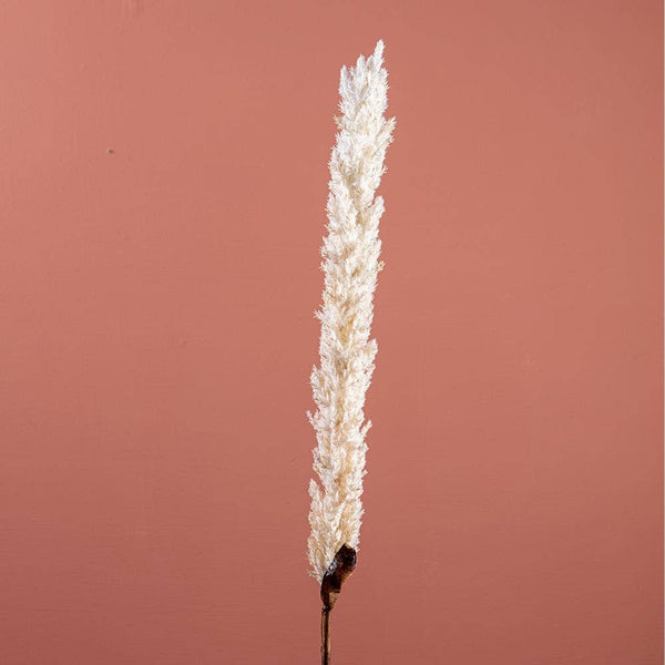 Cream Pampas Grass on Stem