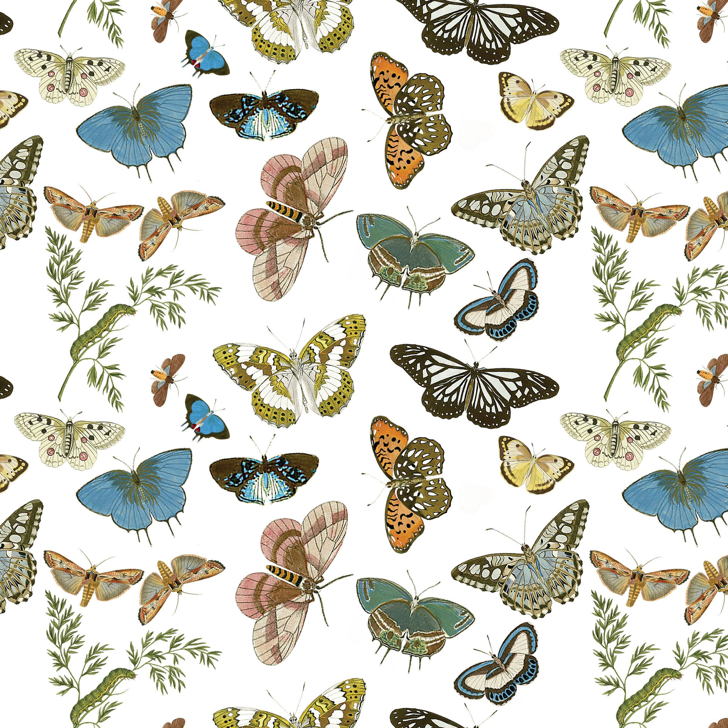 Butterflies and Moths Gift Wrap