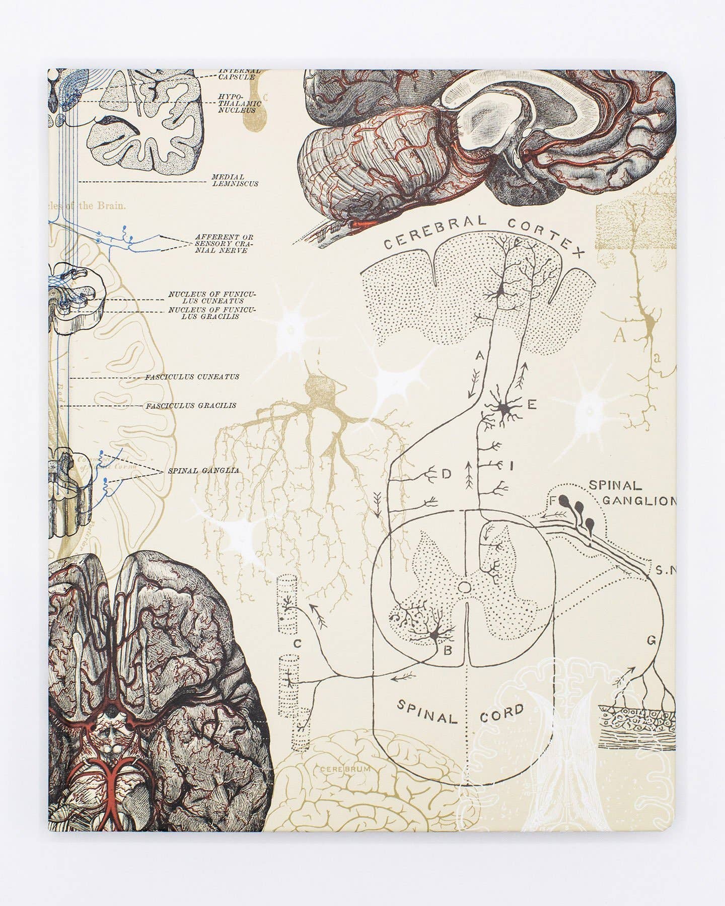 Carnet de laboratoire sur le cerveau et les neurosciences