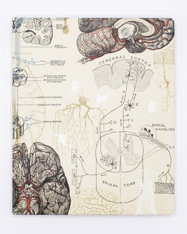 Carnet de laboratoire sur le cerveau et les neurosciences
