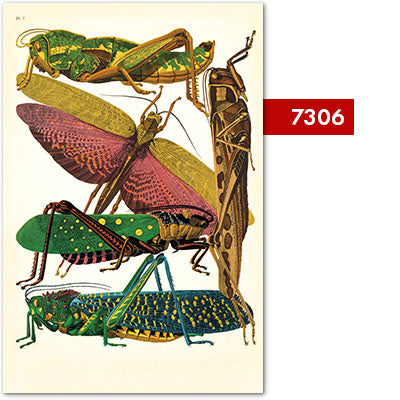 Tirages d’art de la série de regroupements d’entomologie {20x30}