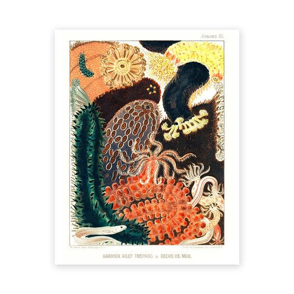 Barrière de corail {styles multiples} | Impression artistique 11" x 14"
