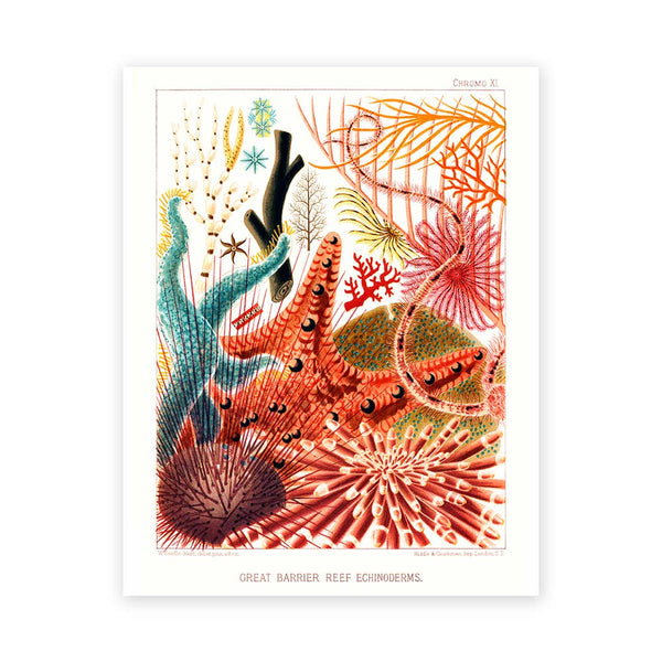 Barrière de corail {styles multiples} | Impression artistique 11" x 14"