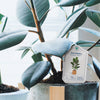 Houseplant Care Tags {clearance}