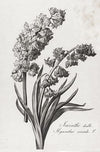 Floral Illustrations | Pierre Francois Legrand {1799-1801} | 13" x 20" Art Prints
