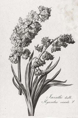 Floral Illustrations | Pierre Francois Legrand {1799-1801} | 13" x 20" Art Prints