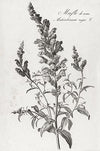Floral Illustrations | Pierre Francois Legrand {1799-1801} | 13" x 20" Art Prints