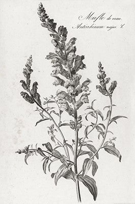 Floral Illustrations | Pierre Francois Legrand {1799-1801} | 13" x 20" Art Prints