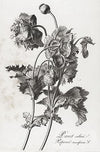 Floral Illustrations | Pierre Francois Legrand {1799-1801} | 13" x 20" Art Prints