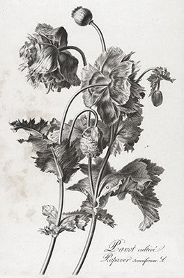 Floral Illustrations | Pierre Francois Legrand {1799-1801} | 13" x 20" Art Prints