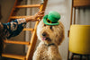 Dog Toys | Mutt Hatter {multiple styles}
