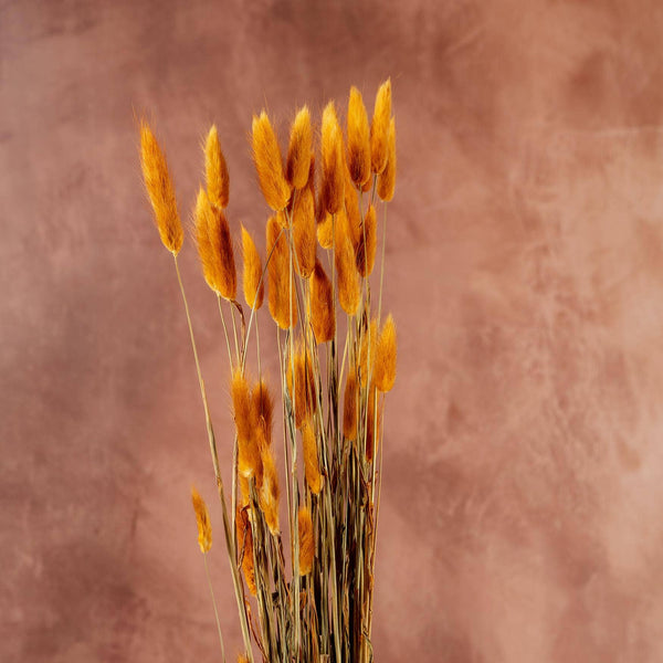 Bouquet de Legurus Ovatus ocre séché