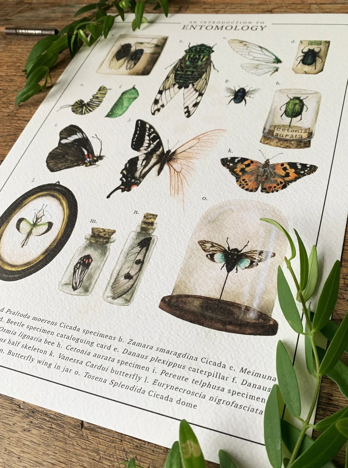 Introduction à l’entomologie Aquarelle Art Print {A4}