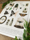 Introduction à l’entomologie Aquarelle Art Print {A4}