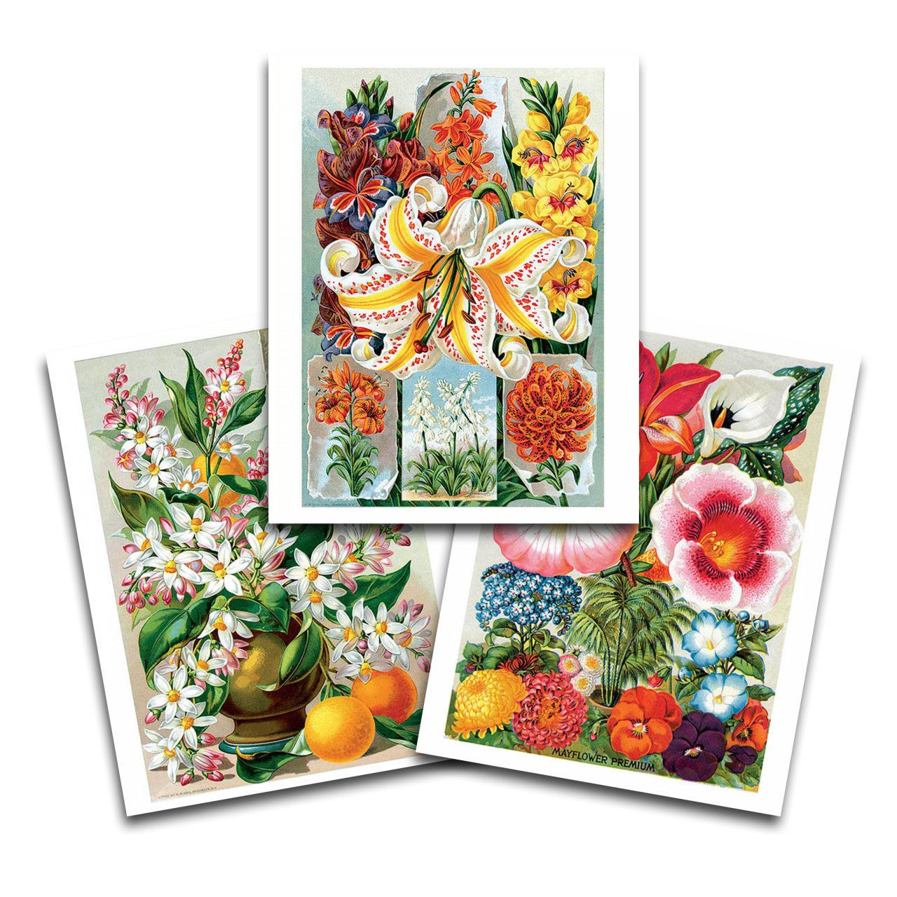 Vintage Flowers Art Prints | Set of 3 {multiple styles}