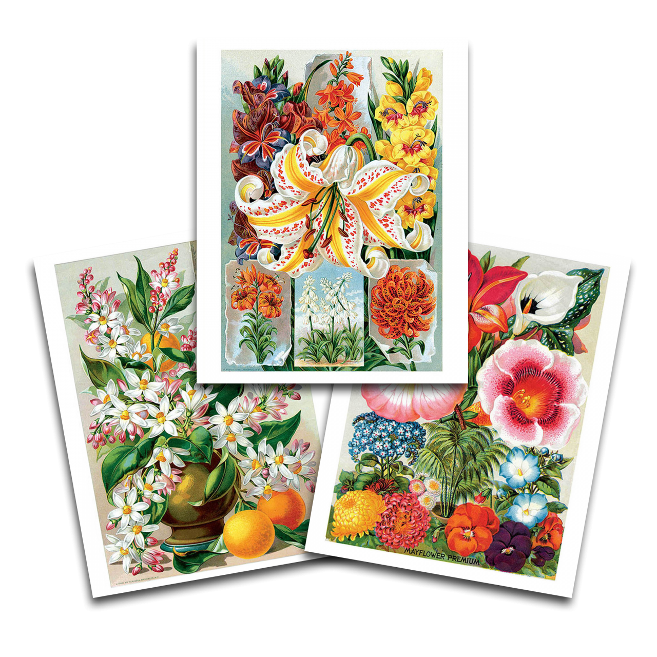 Impressions d’art de fleurs vintage | Ensemble de 3 {styles multiples}