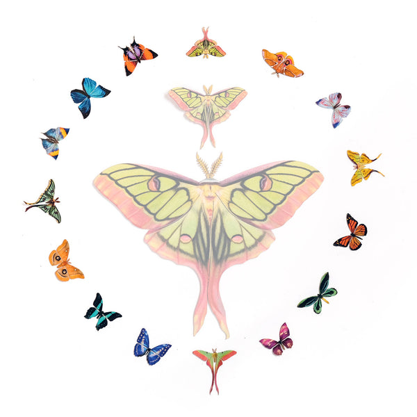 Tulip Micro Moth & Butterfly Specimen Collection