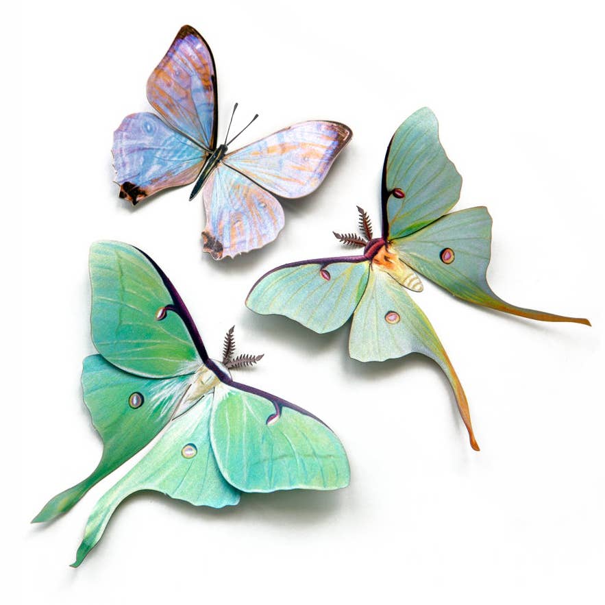 Spring Luna Moth 3pc Laser Cut Specimens