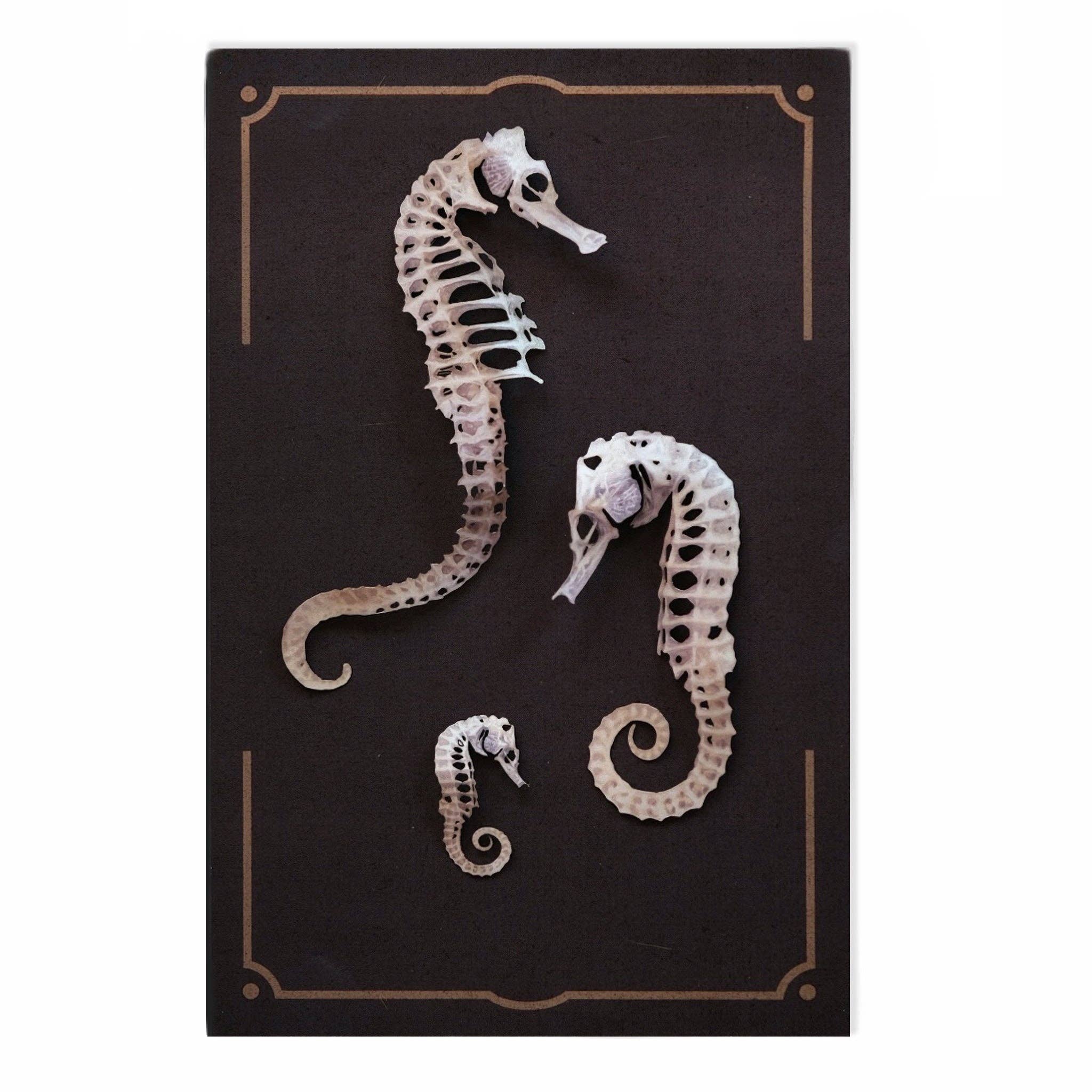 Seafoam Seahorse Skeleton Laser Cut Specimens